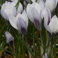 Crocus biflorus weldenii 'Fairy' Photo: J. Amand